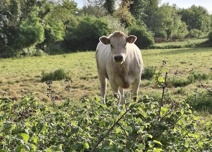 Deeside Manor 3* Stabannan